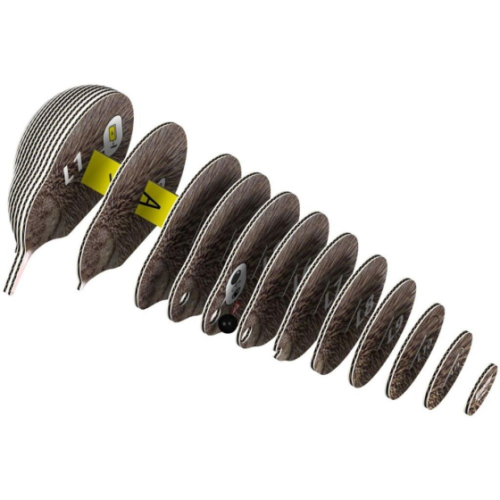 Kiwi brun – Eugy 3D