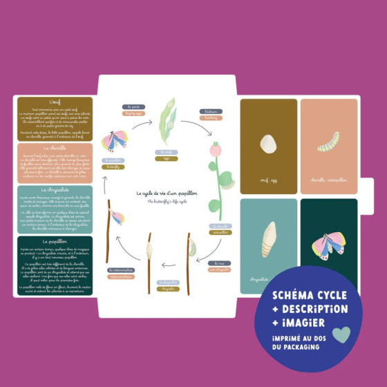 Jeu magnétique Cycle de vie du Papillon