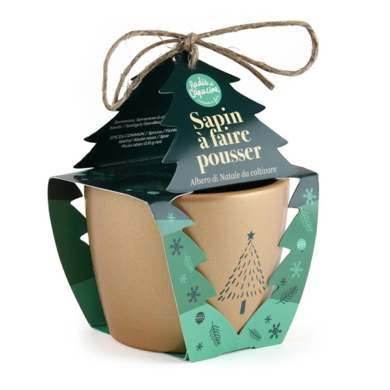 Kit Noël - Pot doré 8cm - Epicéa - Série Limitée