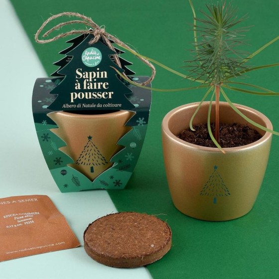 Kit Noël - Pot doré 8cm - Epicéa - Série Limitée