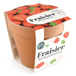 Pot Terre cuite Antique - Fraisier