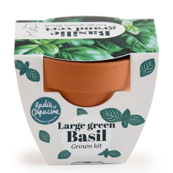 Mini kit 6 cm - Basilic