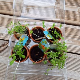 Mini serre 6 pots PET - Premier jardin
