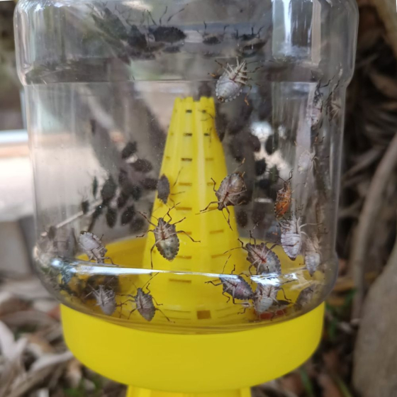 Cymatrap - Piège à punaises diaboliques avec recharges (8 semaines d’attractivit