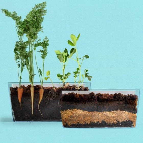 Vivarium Racines vers de terre