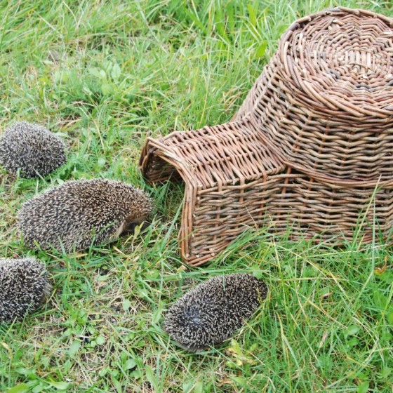 Abri à hérissons en branches de saules