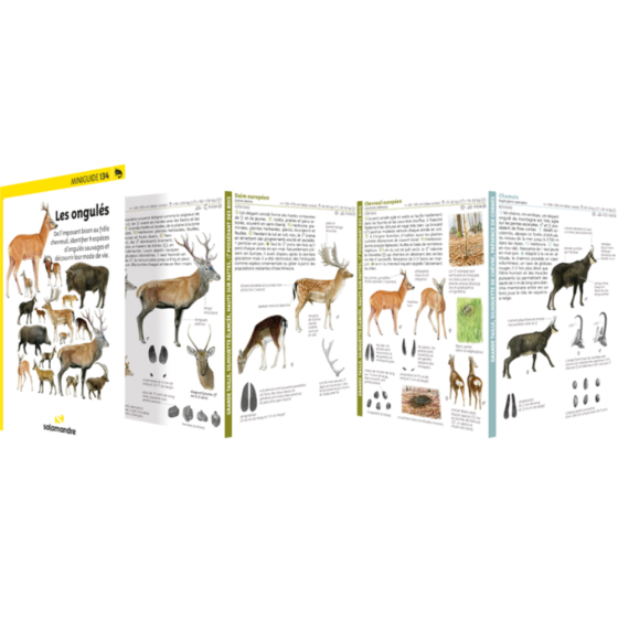 Miniguide 134 - Les ongulés
