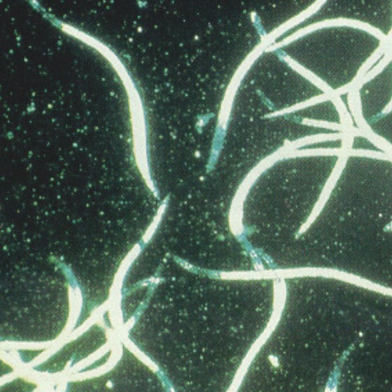 Nématodes SF anti mouche terreaux, taupins, chenilles 5M - 10m²