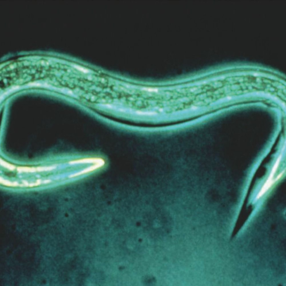 Nématodes SC anti vers gris et doryphores 25M - 50m²