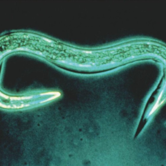 Nématodes SC anti vers gris et doryphores 25M - 50m²