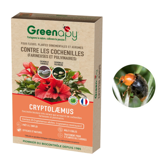 25 coccinelles anti cochenilles