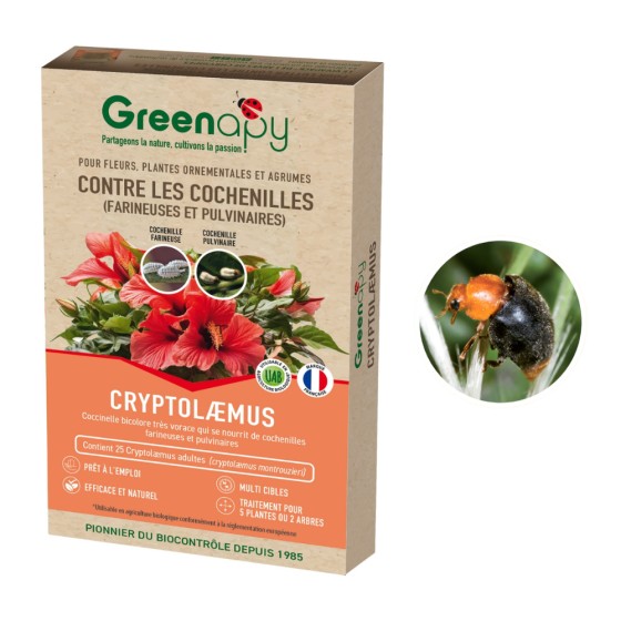 25 coccinelles anti cochenilles