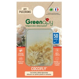 50 larves coccinelles anti-pucerons - Coccifly