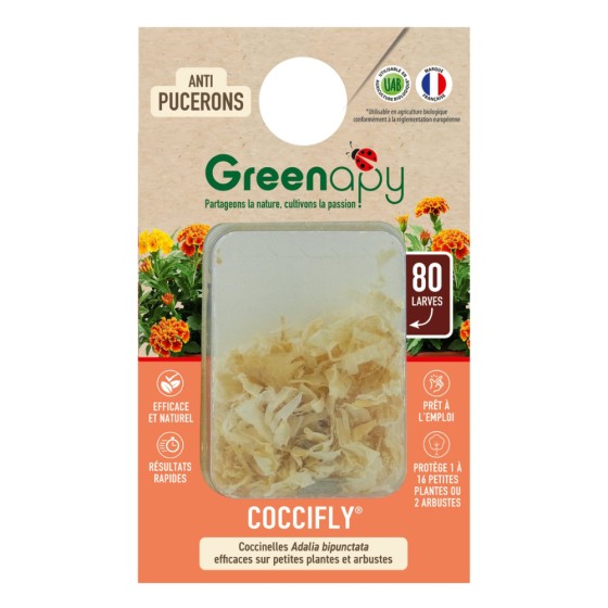 80 larves coccinelles anti-pucerons - Coccifly