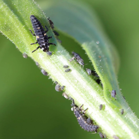 80 larves coccinelles anti-pucerons - Coccifly