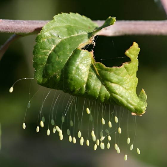 100 larves chrysopes anti-pucerons, cochenilles et acariens