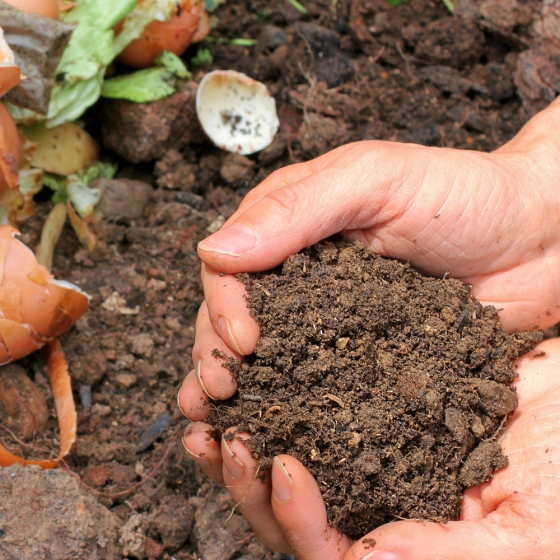 Larvo’Feed, auxiliaire de dégradation naturelle des déchets organiques