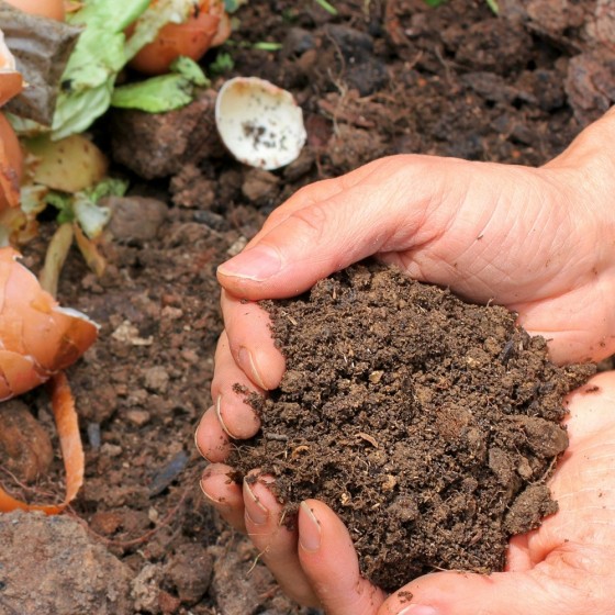 Larvo’Feed, auxiliaire de dégradation naturelle des déchets organiques