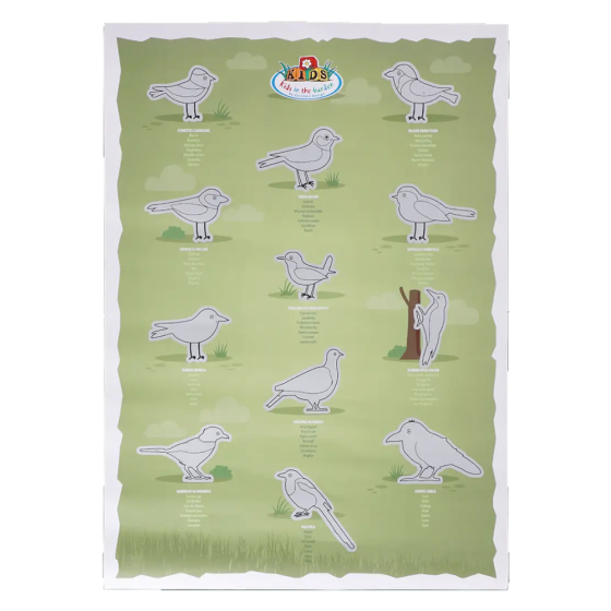 Poster à gratter Oiseaux