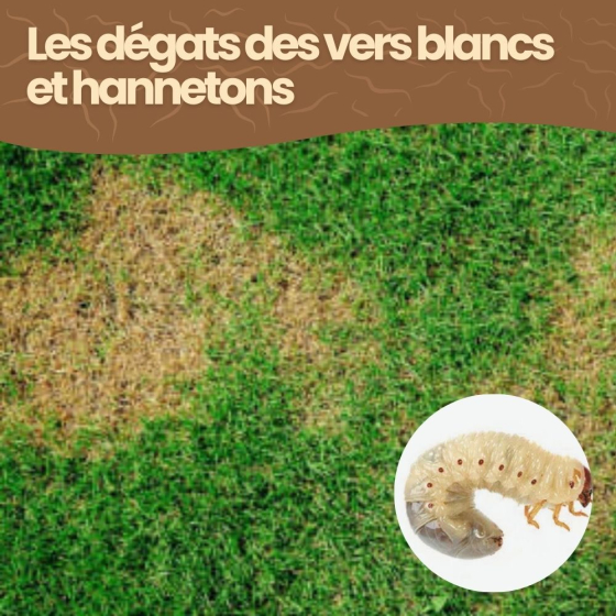 Nématodes HB contre vers blancs et hannetons - 50 millions - 100 m²