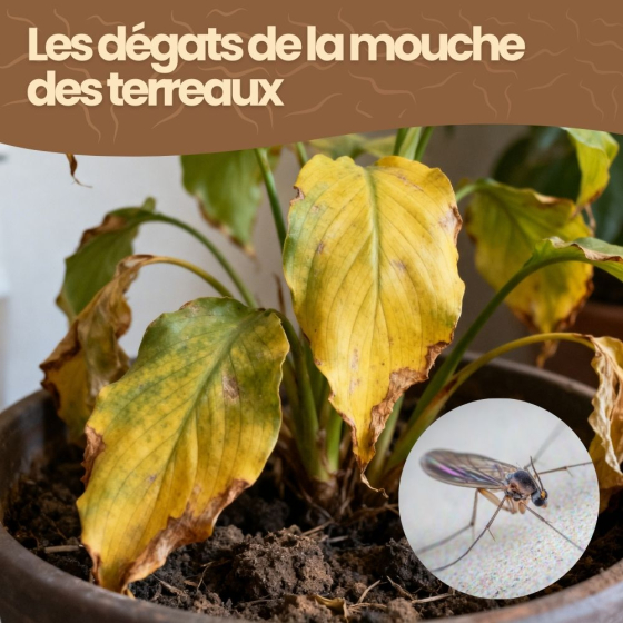 Nématodes SF contre mouches des terreaux - 250 millions - 500 m²