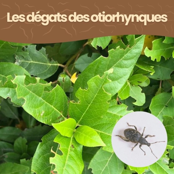 Nématodes HB contre otiorhynques - 10 millions - 20 arbustes