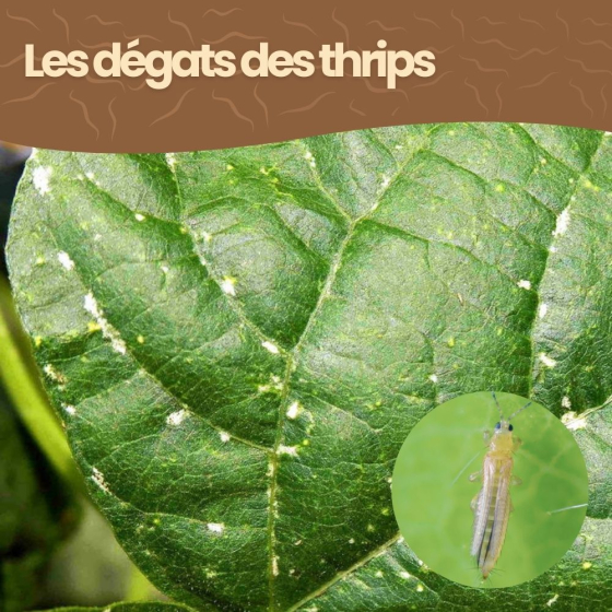 Nématodes SF contre thrips - 10 millions - 50 pots