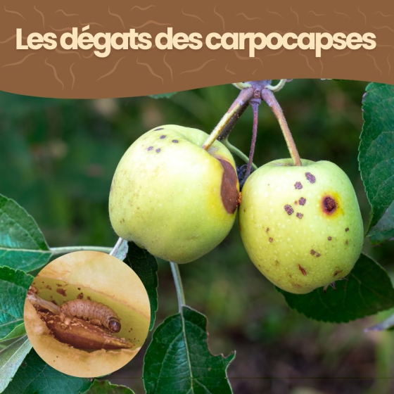 Nématodes SF contre carpocapses de la pomme, poire et noix - 100M - 40 arbres