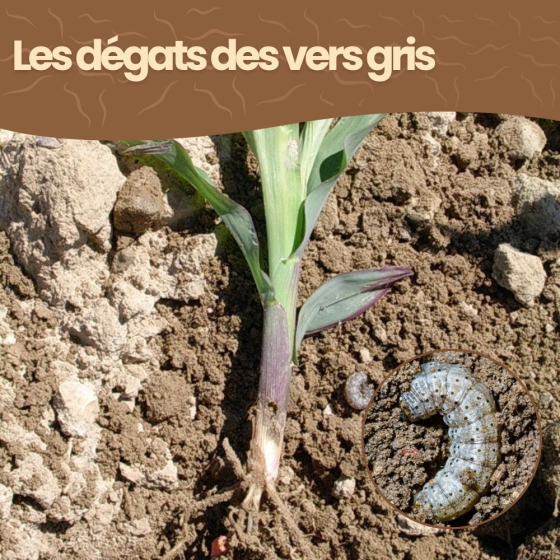 Nématodes SC contre vers gris - 500 millions - 1000 m²