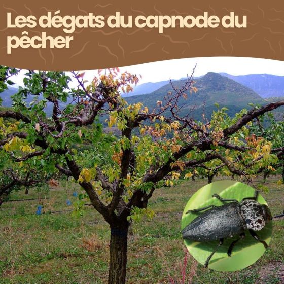 Nématodes SC contre capnode du pêcher - 5 millions - 1 arbres