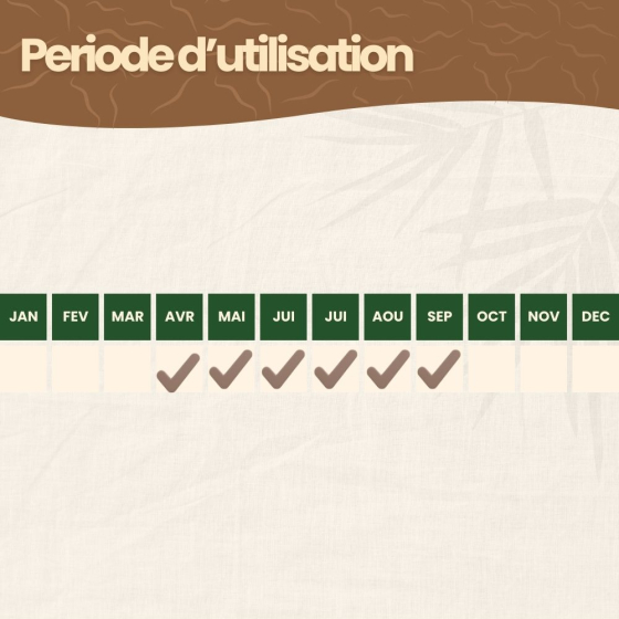 Nématodes SC contre doryphore de la pomme de terre - 250 millions - 500 m²