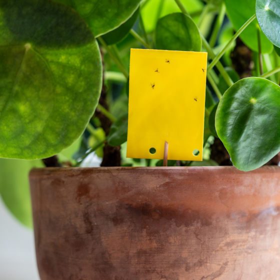 Piège englué jaunes 10 x 25 cm