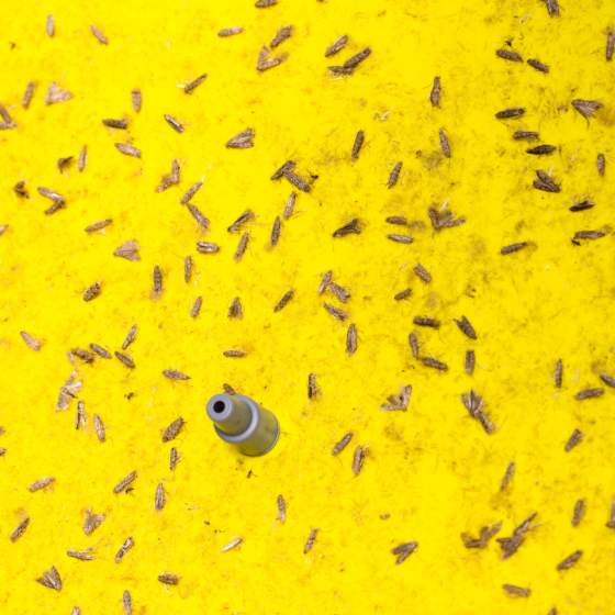 Piège englué jaunes 10 x 25 cm