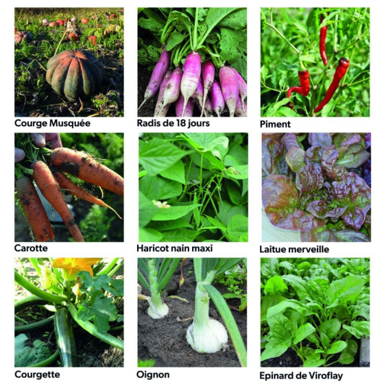 Coffret 40 sachets de graines