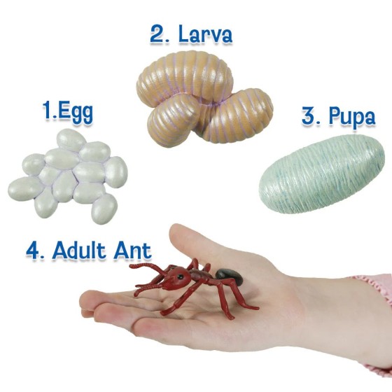 Figurines métamorphose Fourmis