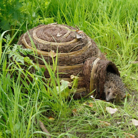 Gites à hérisson Igloo