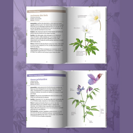 Les petits livres de la nature - Fleurs du printemps