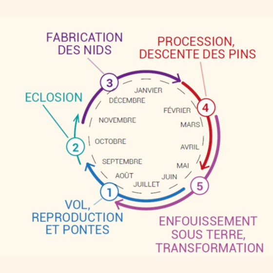 Piège à processionnaire du pin, phéromones incluses
