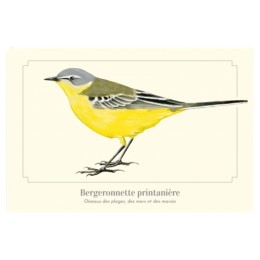 Bergeronnette printanière - Carte postale pédagogique