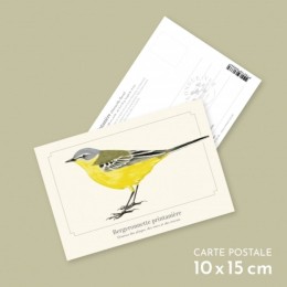 Bergeronnette printanière - Carte postale pédagogique