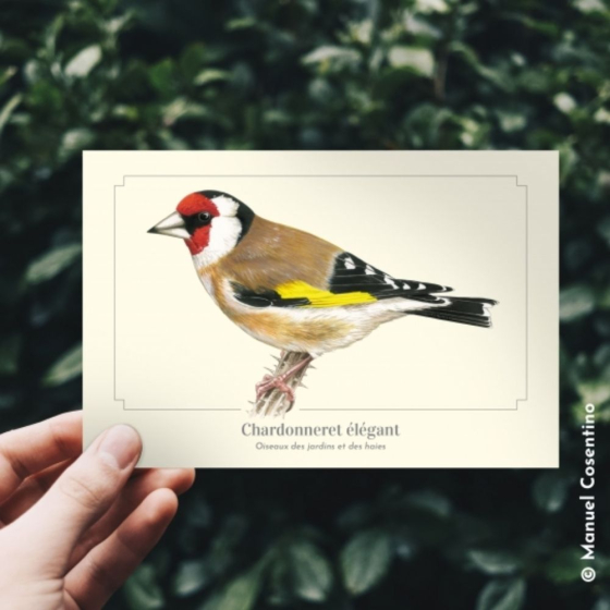Chardonneret élégant - Carte postale pédagogique