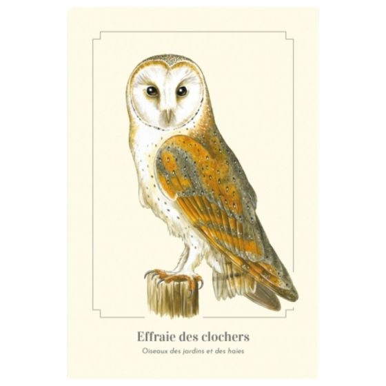 Effraie des clochers - Carte postale pédagogique