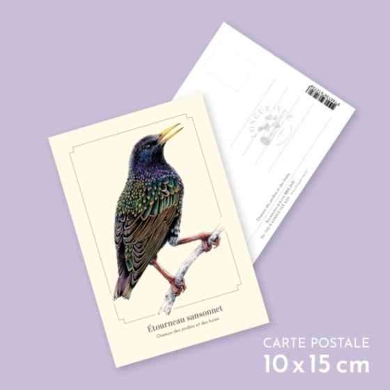 Étourneau sansonnet - Carte postale pédagogique