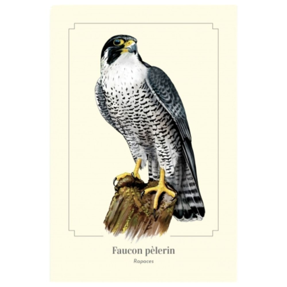 Faucon pèlerin - Carte postale pédagogique