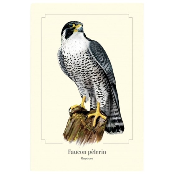 Faucon pèlerin - Carte postale pédagogique