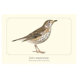 Grive musicienne - Carte postale pédagogique