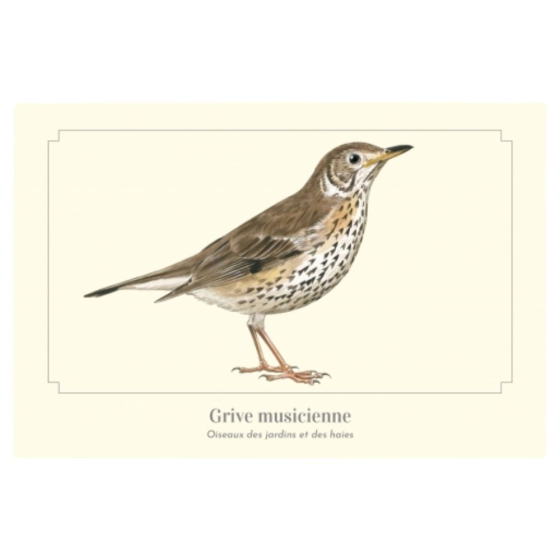 Grive musicienne - Carte postale pédagogique