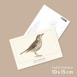 Grive musicienne - Carte postale pédagogique