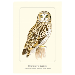 Hibou des marais - Carte postale pédagogique