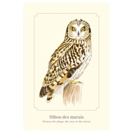 Hibou des marais - Carte postale pédagogique